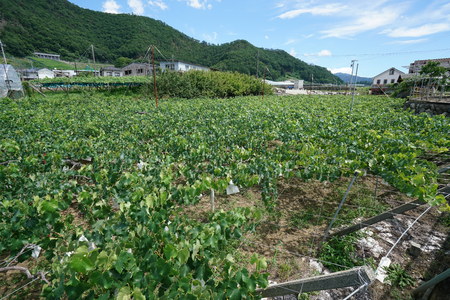 Yamanashi, Japan-June 30, 2018: Grapes hanging from Grape Trellis early in the summerのeditorial素材