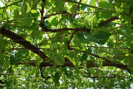 Yamanashi, Japan-June 30, 2018: Grapes hanging from Grape Trellis early in the summerのeditorial素材