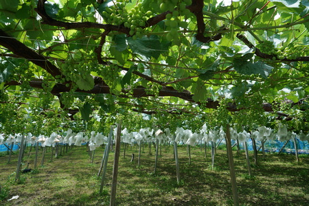 Yamanashi, Japan-June 30, 2018: Grapes hanging from Grape Trellis early in the summerのeditorial素材