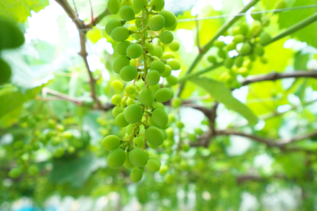 Yamanashi, Japan-June 30, 2018: Grapes hanging from Grape Trellis early in the summerのeditorial素材