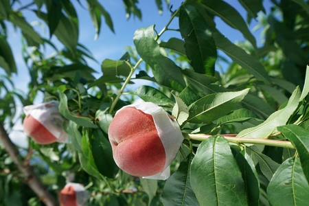 Yamanashi, Japan-June 30, 2018: Sweet peaches on a peach tree are blown by the wind.のeditorial素材