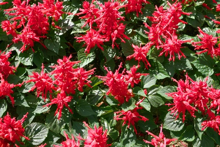 Tokyo, Japan-July 2, 2018: Flowerbed of bright red flowers (Salvia splendens) as a background.のeditorial素材