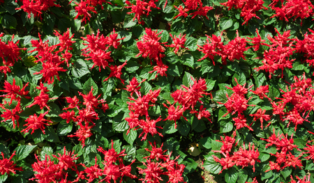 Tokyo, Japan-July 2, 2018: Flowerbed of bright red flowers (Salvia splendens) as a background.のeditorial素材