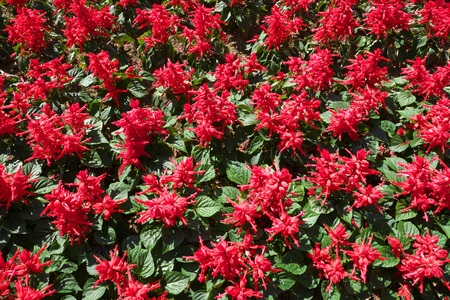 Tokyo, Japan-July 2, 2018: Flowerbed of bright red flowers (Salvia splendens) as a background.のeditorial素材
