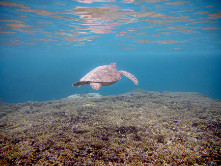 Sea turtle swimming near Miyako island, Okinawa, Japanの写真素材
