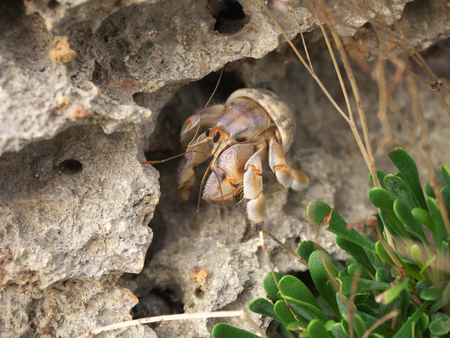 Okinawa, Japan-July 6, 2018: Hermit crab on a seashore of Miyako island, Okinawa, Japanの写真素材