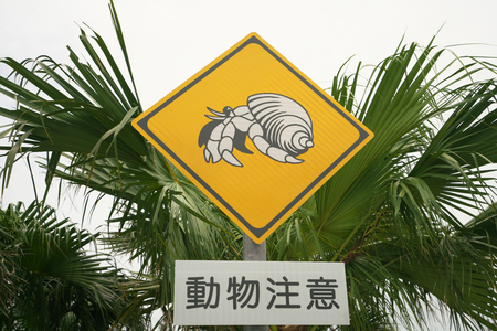 Okinawa, Japan-July 6, 2018: Beware of hermit crab crossing the road at Miyako island, Okinawa, Japanのeditorial素材