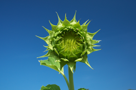 Tokyo, Japan - Green sunflower before bloom against the blue skyの写真素材