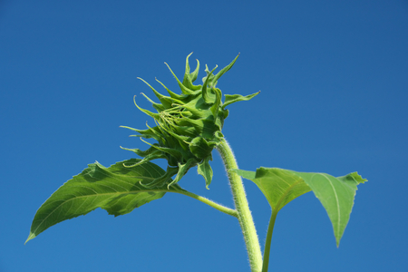 Tokyo, Japan - Green sunflower before bloom against the blue skyの写真素材