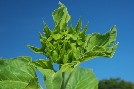 Tokyo, Japan - Green sunflower before bloom against the blue skyの写真素材