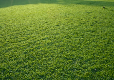 A lone duck on a lawn in the morningの写真素材