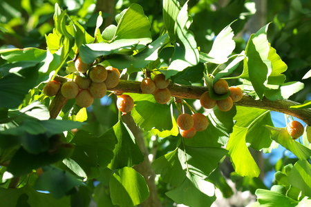 Tokyo, Japan-October 7, 2018: Ripe Ginkgo tree with Ginkgo nuts in autumnの写真素材
