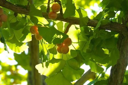 Tokyo, Japan-October 7, 2018: Ripe Ginkgo tree with Ginkgo nuts in autumnの写真素材