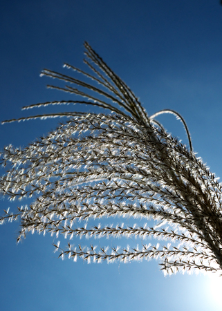 Tokyo, Japan-October 7, 2018: Japanese pampas grass or silver grass on blue sky backgroundの写真素材