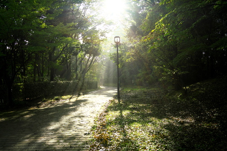 Sunlight shining through the leaves of trees early in the morning, creating a sort of dance b etween the light and the leaves.の写真素材