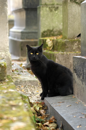 Black cats in Montmartre cemetery in Paris, Franceの写真素材