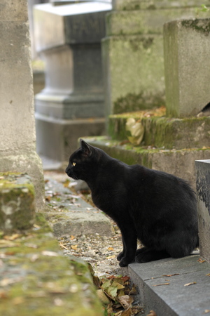 Black cats in Montmartre cemetery in Paris, Franceの写真素材