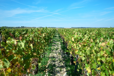 Golden Gate of Burgundy village of Chablis in Bourgogne region, famous for white wineの写真素材