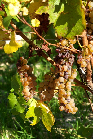 Chablis, France-October 16, 2018: Golden Gate of Burgundy village of Chablis in Bourgogne region, famous for white wineの写真素材