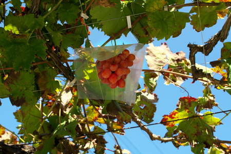 Bunch of grape, a typical delicious fruit in autumn in Japanの写真素材