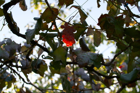 Bunch of grape, a typical delicious fruit in autumn in Japanの写真素材