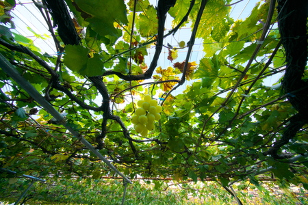 Bunch of grape, a typical delicious fruit in autumn in Japanの写真素材