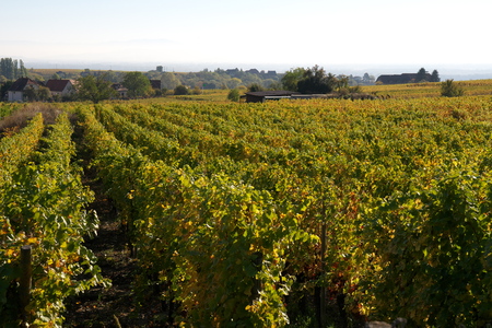 Vineyard in Riquewihr, one of the most beautiful village in Franceの写真素材