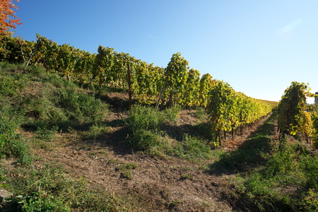 Vineyard in Riquewihr, one of the most beautiful village in Franceの写真素材