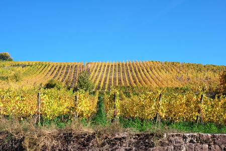Vineyard in Riquewihr, one of the most beautiful village in Franceの写真素材