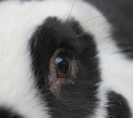 Closeup of eye of a rabbitの写真素材