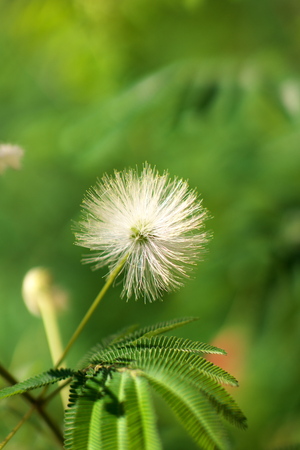 Closeup of Mimosa pudica or humble plantの写真素材