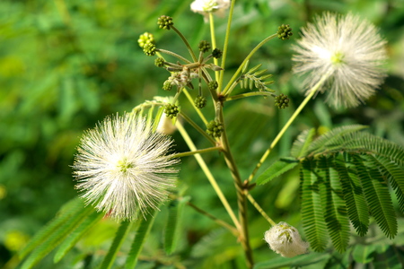 Closeup of Mimosa pudica or humble plantの写真素材