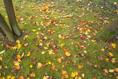 Fallen leaves on moss at a Japanese garden in early winter in Tokyoの写真素材