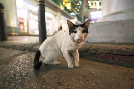 Bangkok, Thailand-December 8, 2018: A stray cat on Silom Road near Patpong in the night in Bangkok, Thailandのeditorial素材