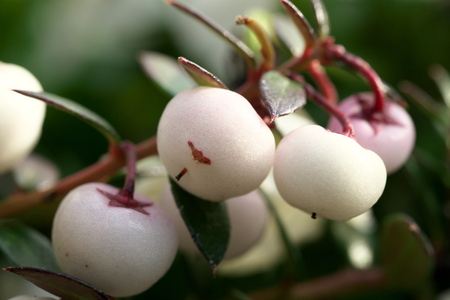 Tokyo, Japan-February 7, 2019: the Fruits of Chilean Pernettya or Pernettya mucronata or Gaultheria mucronata or prickly heathの写真素材