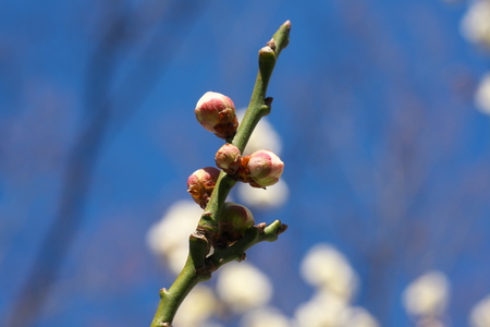 Tokyo, Japan-February 18, 2019: Buds of Japanese Plum (ume) Blossom in Februaryの写真素材
