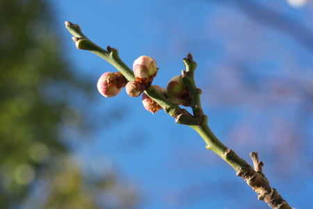 Tokyo, Japan-February 18, 2019: Buds of Japanese Plum (ume) Blossom in Februaryの写真素材