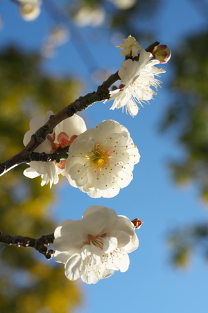 Tokyo, Japan-February 18, 2019: Japanese Plum (ume) Blossoms in Februaryの写真素材