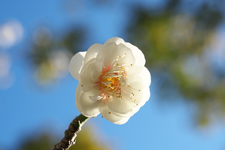 Tokyo, Japan-February 18, 2019: Japanese Plum (ume) Blossoms in Februaryの写真素材
