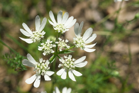 Tokyo, Japan-May 25, 2019: Orlaya grandiflora or White Lace flower or Minoan Lace or French Meadow parsley in a gardenの写真素材