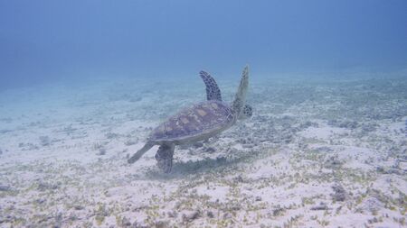 Amami Oshima, Japan - June 17, 2019: Sea turtle near Kasari Fishing Port at AAmami Oshima, Japan - June 17, 2019: Sea turt le near Kasari Fishing Port at Amami Oshima, Kagoshima, Japanmami Oshima, Kagoshima, Japanの写真素材