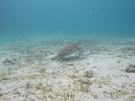 Amami Oshima, Japan - June 17, 2019: Sea turtle near Kasari Fishing Port at AAmami Oshima, Japan - June 17, 2019: Sea turt le near Kasari Fishing Port at Amami Oshima, Kagoshima, Japanmami Oshima, Kagoshima, Japanの写真素材