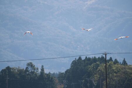 Nipponia Nippon or Japanese Crested Ibis or Toki, Once Extinct Animal from Japan, Flying on Blue Sky in Sado Islandの写真素材