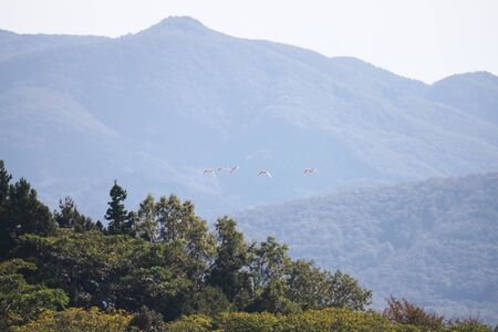 Nipponia Nippon or Japanese Crested Ibis or Toki, Once Extinct Animal from Japan, Flying on Blue Sky in Sado Islandの写真素材