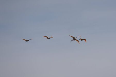 Nipponia Nippon or Japanese Crested Ibis or Toki, Once Extinct Animal from Japan, Flying on Blue Sky in Sado Islandの写真素材