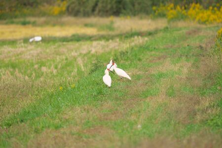 Nipponia Nippon or Japanese Crested Ibis or Toki, once extinct animal from Japan, on rice field in Sado islandの写真素材