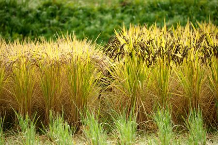 Niigata,Japan-October 21, 2019: Rice Field After the Morning Rain in Sado Island in Autumnの写真素材
