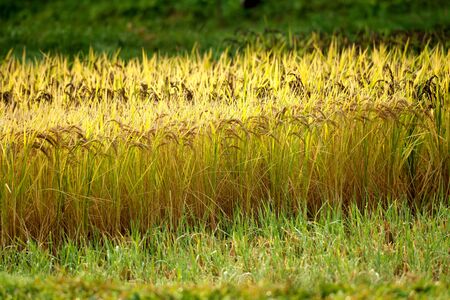 Niigata,Japan-October 21, 2019: Rice Field After the Morning Rain in Sado Island in Autumnの写真素材