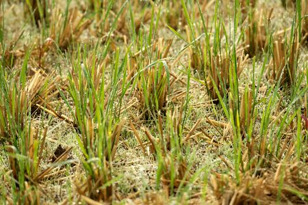 Niigata,Japan-October 21, 2019: Rice Field After the Morning Rain in Sado Island in Autumnの写真素材