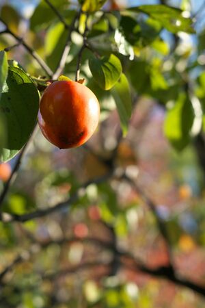 Yamanashi,Japan-November 2, 2019: Ripe Diospyros Kaki or Republic of Japan on a branch in Yamaprefecture in Autumnの写真素材